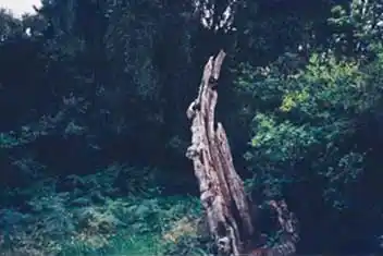 Link to The Hidden Grove