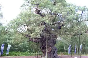 Link to Legendary Links, for links to other Robin Hood sites