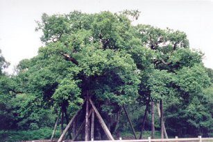 The Major Oak in Sherwood Forest.