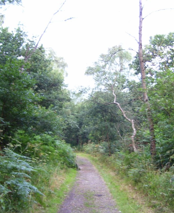 A path through Sherwood Forest
